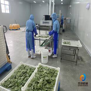 干桑叶挂浆机瀑布式蔬菜类上浆设备香酥翠叶上浆机器杰创制造