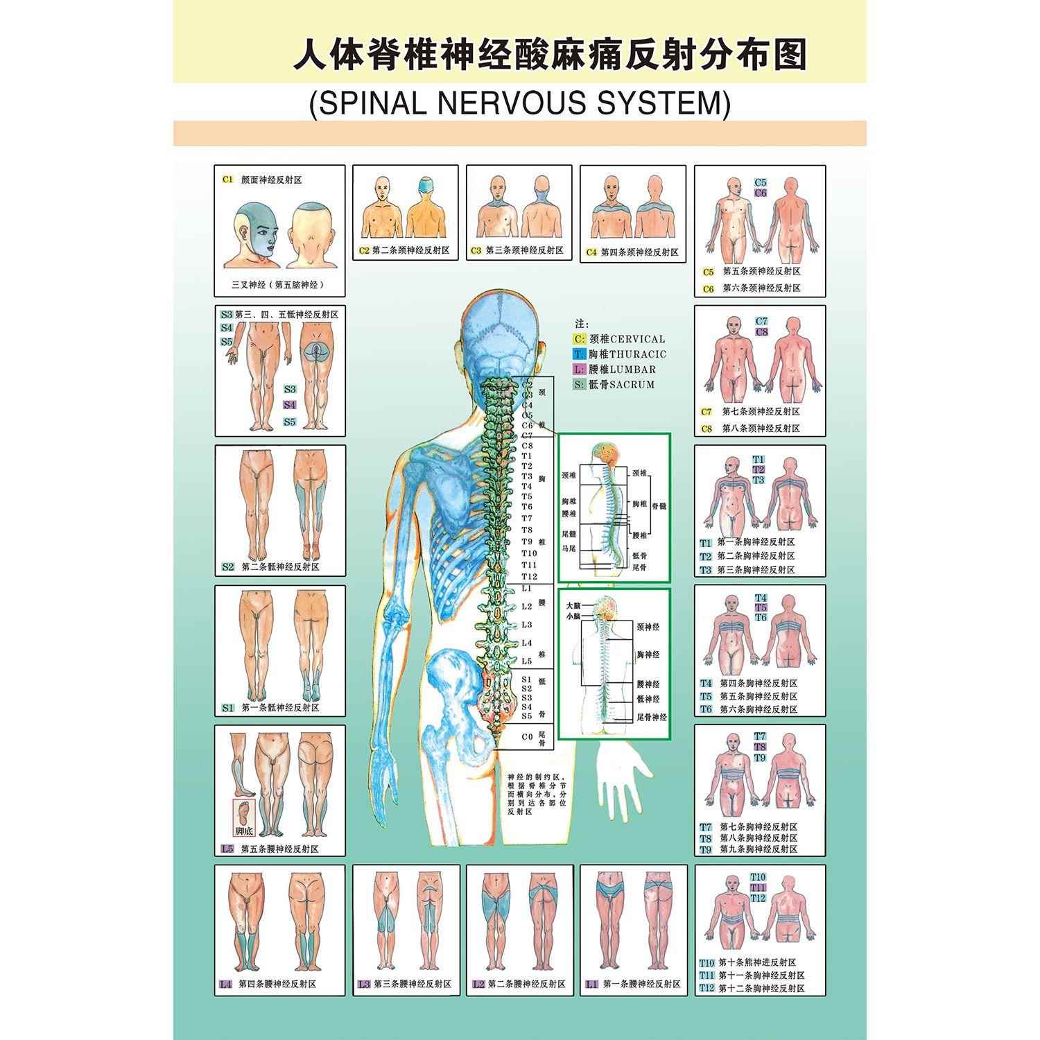 海报印制人体经脊椎神经分布图墙贴纸KT板展板宣传