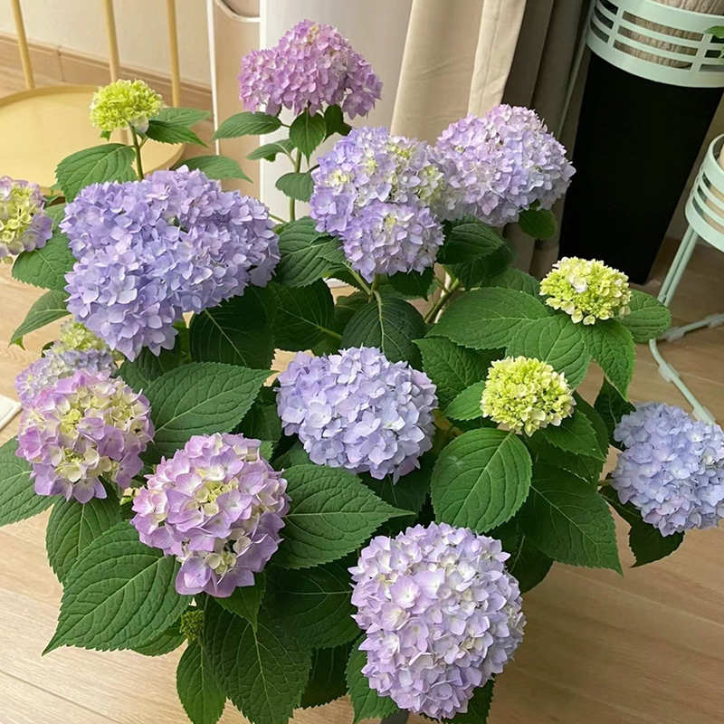 绣球花盆栽 带花八仙花无尽夏 室内阳台庭院花苗花卉绿植观花植物