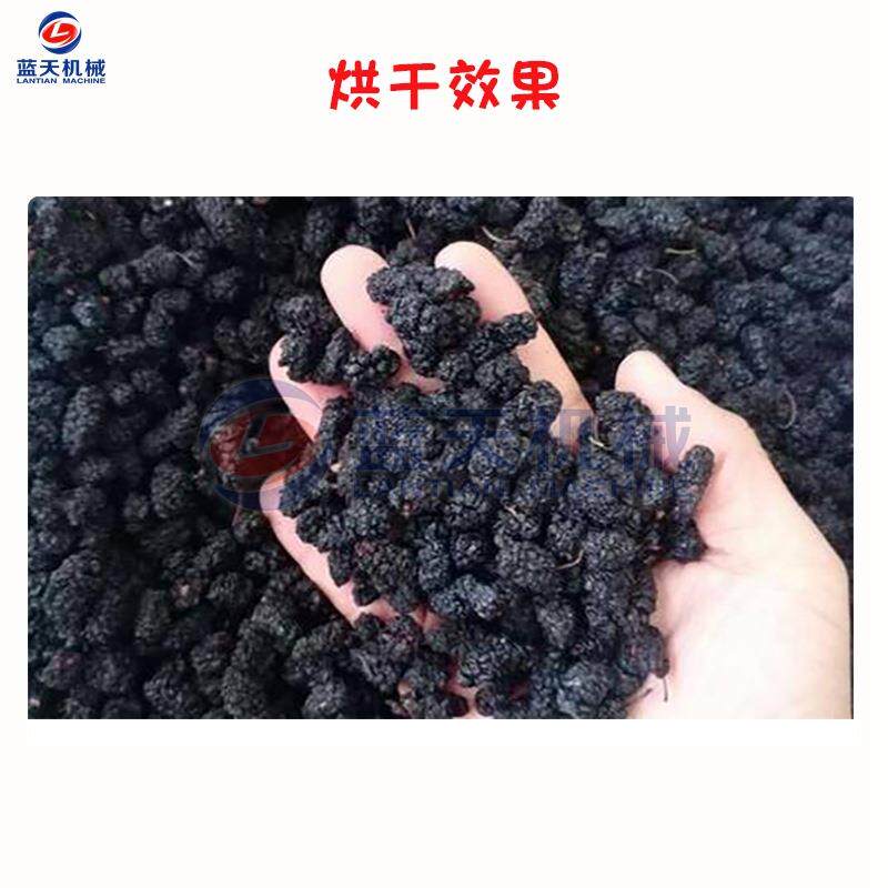 小型电加热桑葚烘干机 桑椹子桑果烘干机 桑蔗烘干设备厂家全自动