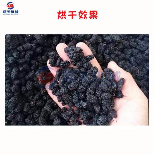 小型电加热桑葚烘干机 桑椹子桑果烘干机 桑蔗烘干设备厂家全自动