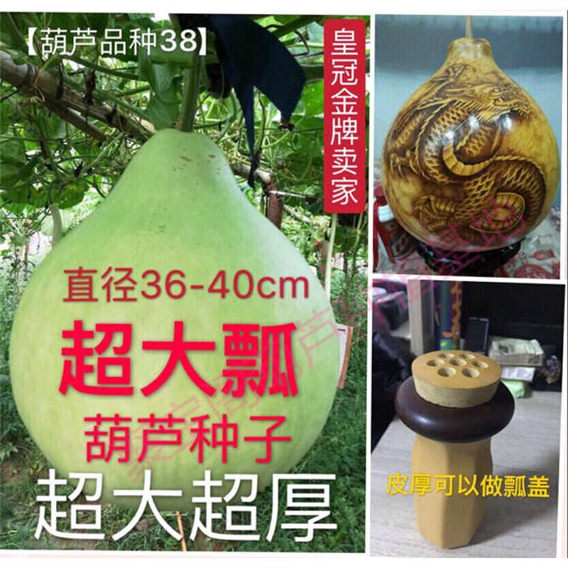 特大瓢超大超厚瓢葫芦种可烙画雕刻彩绘虫具瓢盖小八宝天津嘴子籽