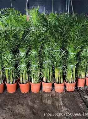 散尾葵绿植大型室内客厅盆栽凤尾竹夏威夷办公室大棵落地网红植物