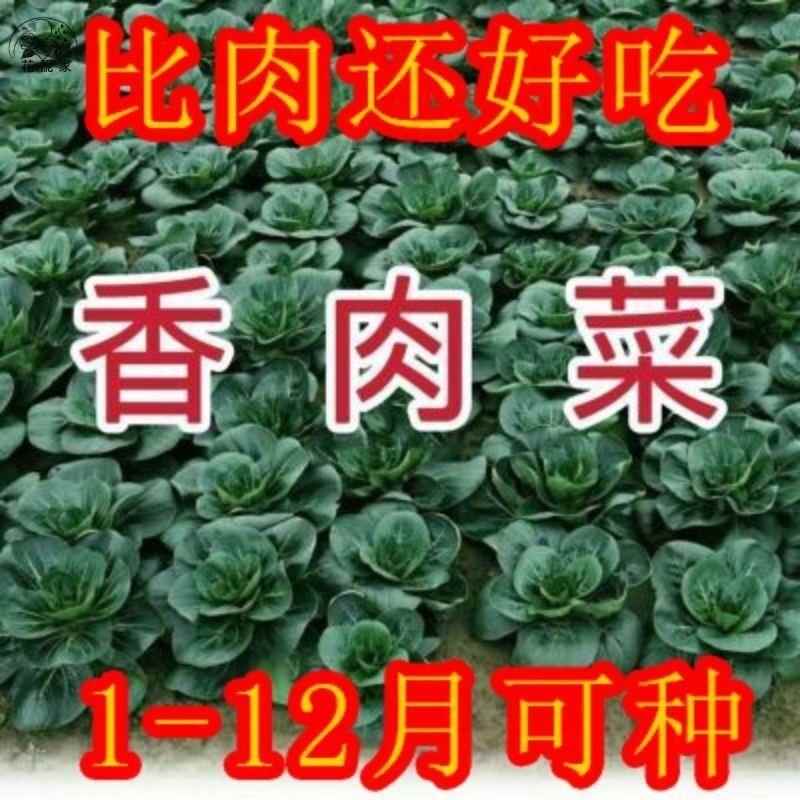索美北京香肉菜种子35天可采收