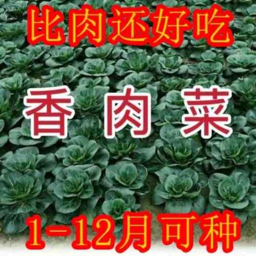 索美北京香肉菜种子35天可采收