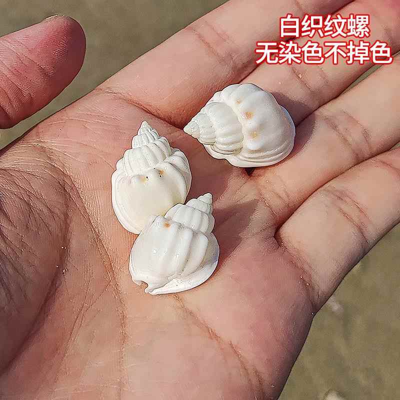 白织纹螺天然小海螺贝壳diy微景观材料许愿瓶装饰拍摄道具工艺礼