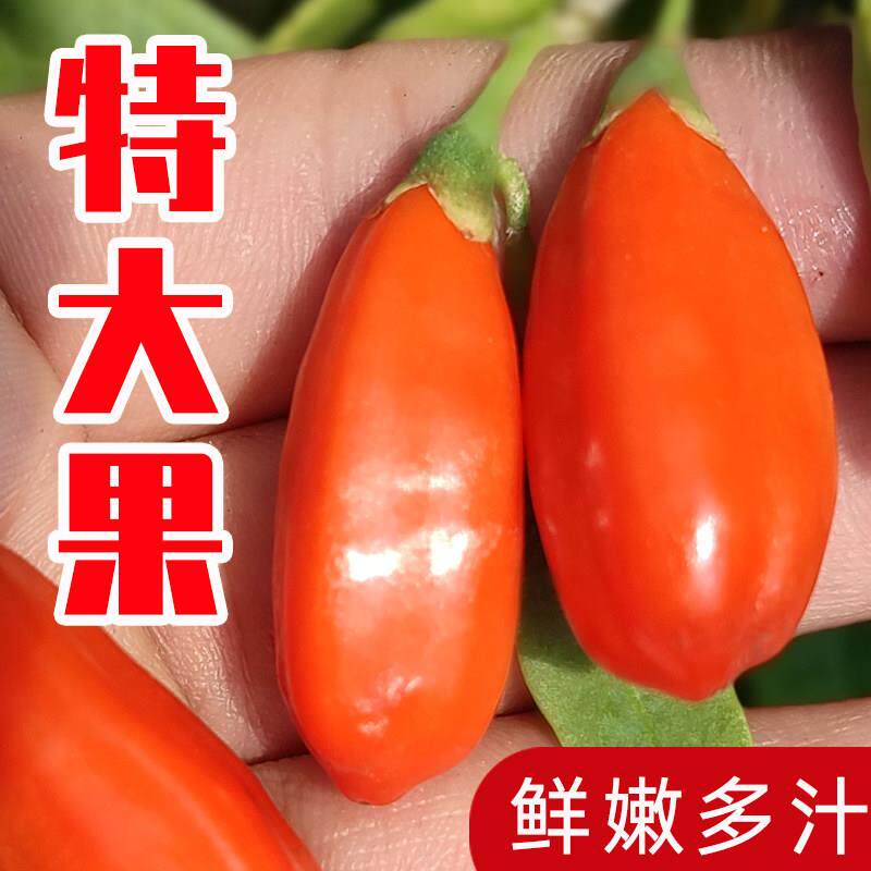 头茬新鲜枸杞子鲜果宁夏正宗苟杞现摘构杞即食大颗粒礼盒500g