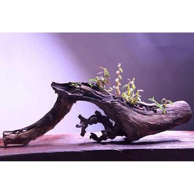石斛盆景石斛兰花树桩室内鱼缸乌龟缸水陆缸造景摆件盆栽微景观