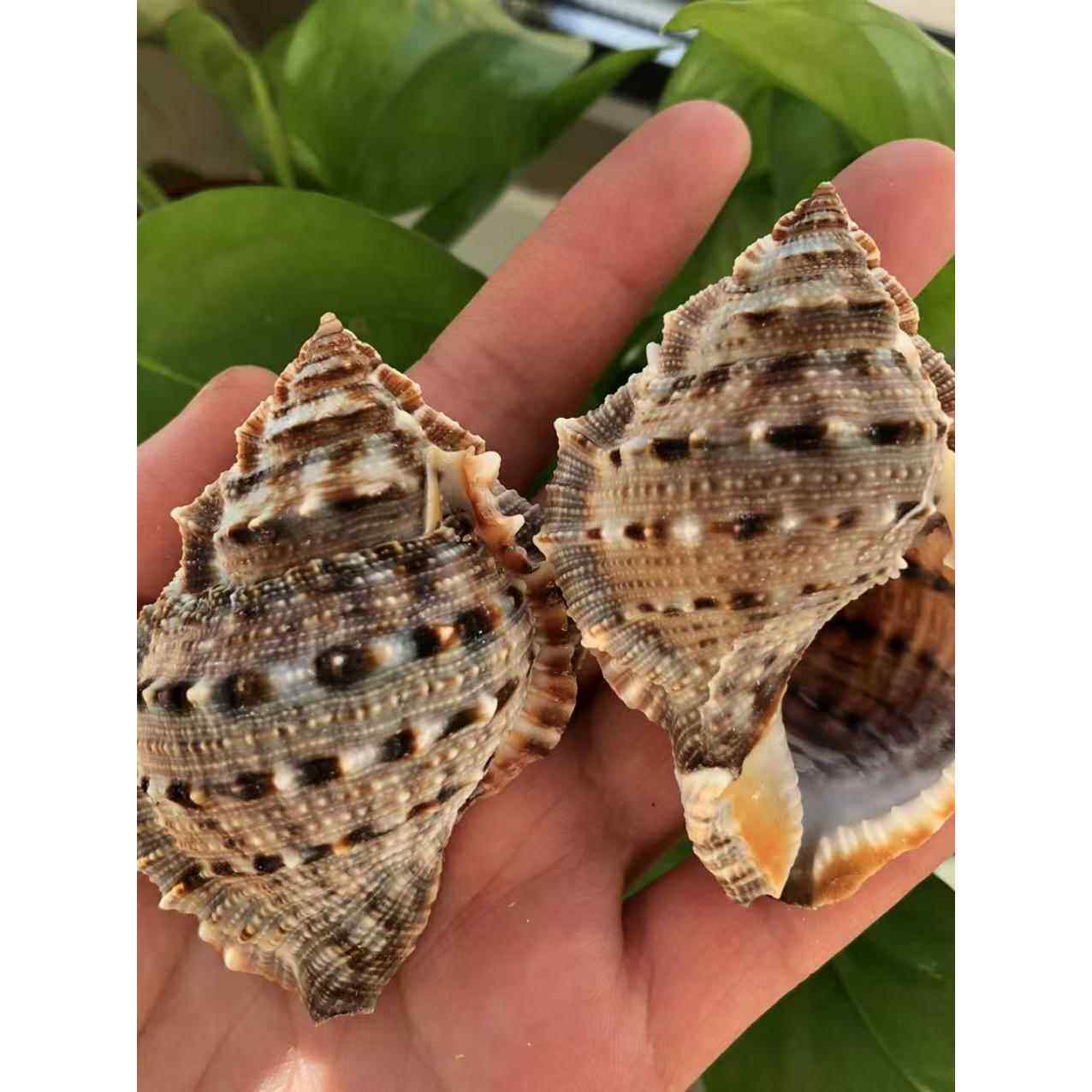 丽珠蛙螺天然海螺贝壳寄居蟹卷贝鱼替换专用壳鱼缸造景水族装饰