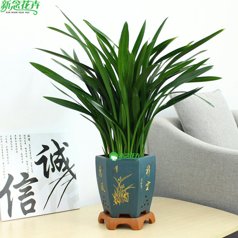 新念 墨兰盆栽建兰植物室内办公室阳台花卉绿植开业乔迁送礼