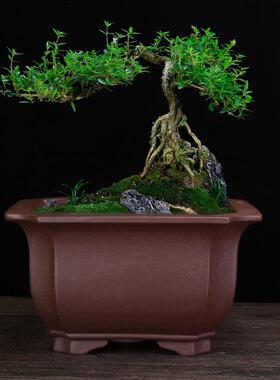 宜兴紫砂花盆四方盆黑陶瓷大号兰花盆君114蝶子兰松蝴兰栽盆花卉