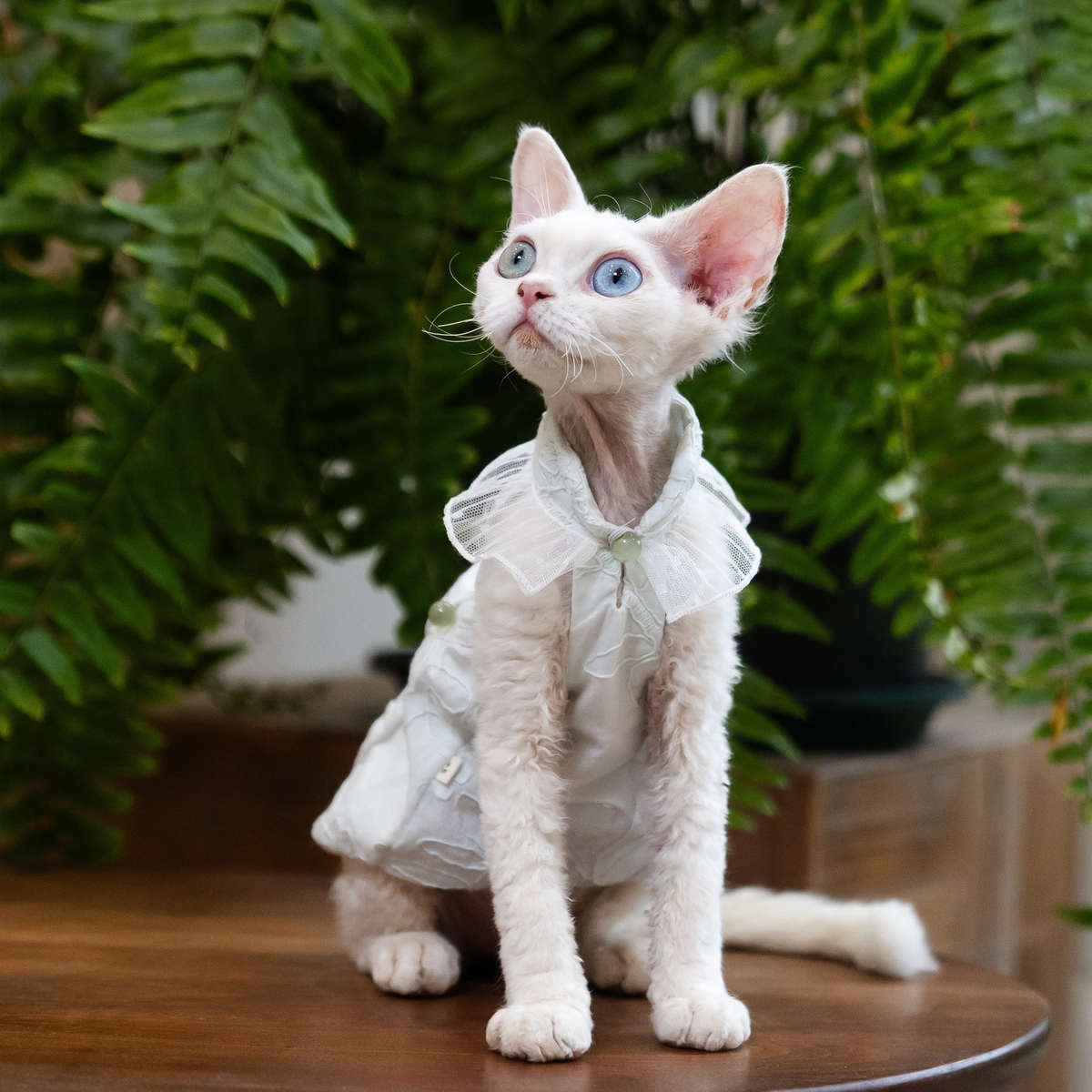 薄荷绿珍珠泡泡裙任发财纯棉无毛猫衣服德文衣服斯芬克斯猫