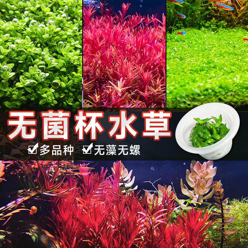 疯狂水草无菌杯鱼缸植物造景真草阴性草缸矮珍珠牛毛水榕套餐