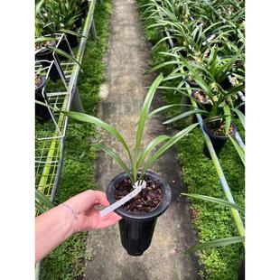 【冯达锋国兰】样品兰花苗建兰：仙山红