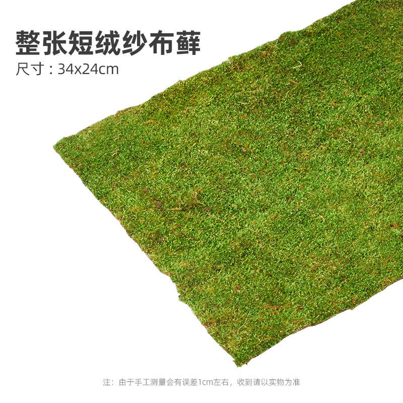 雨林水陆苔藓缸微龟缘饲养青苔铺面乌龟缸植物造景黄鲜活缸景观