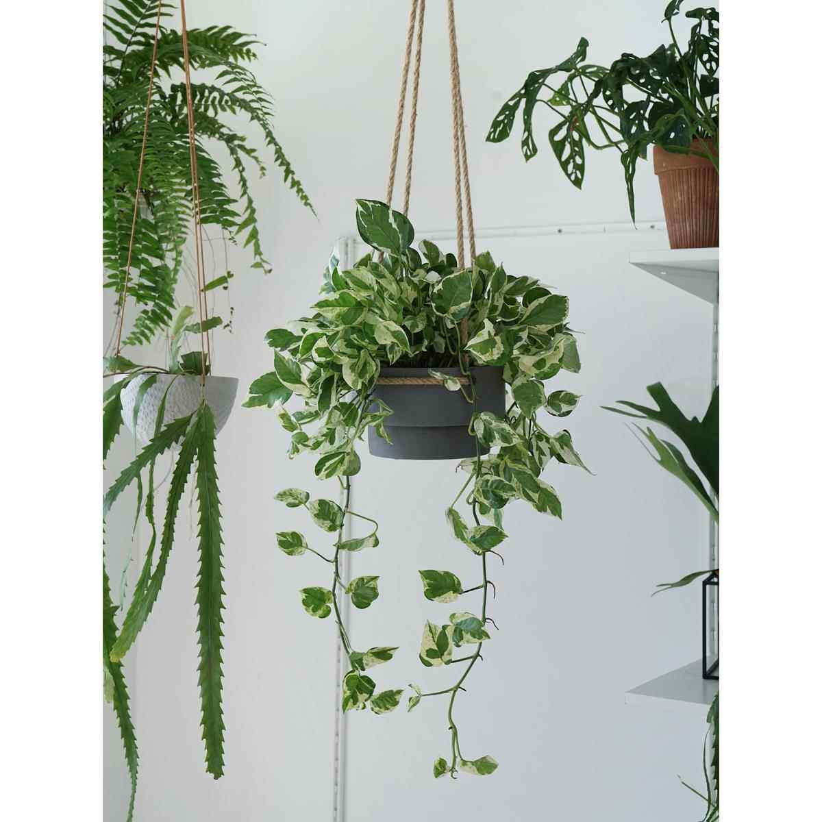 植物私生活 |白金葛 雪花葛 室内净化空气 垂吊植物盆栽