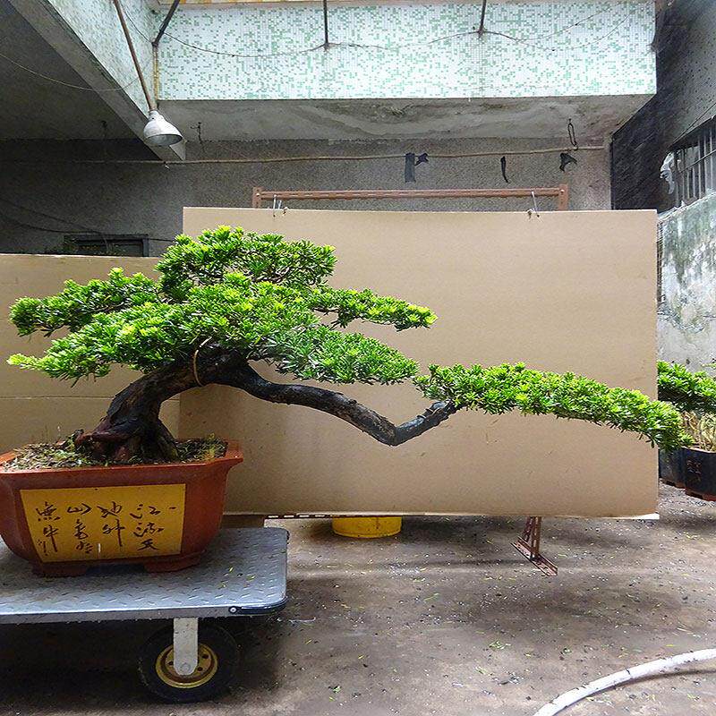 雀舌金钻罗汉松盆景树桩庭院室内客厅阳台桌面绿植悬崖造型大树