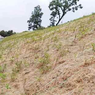 椰丝路基固定现坡防护易植草货定制绿化工地厂边家源217头材毯料