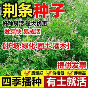 荆条种子牡荆五指风五指柑黄荆柴黄金子蜜源绿肥护坡固土防沙种籽