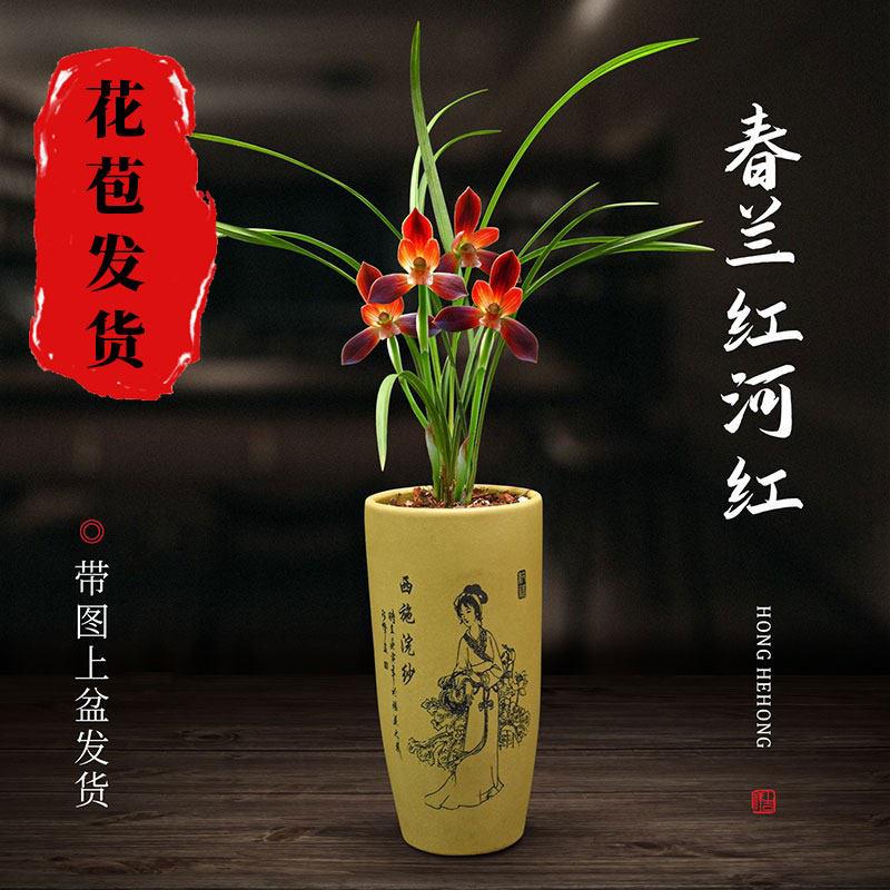 兰花盆栽植物室内春兰红河红带花苞浓香型好养阳台客厅名贵兰花苗