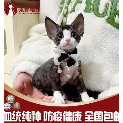 德文卷毛猫幼猫纯种双血统黑白开脸纯黑纯白蓝眼睛异瞳德文贵族猫