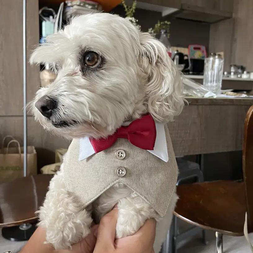 宠物领结绅士围脖柯基法斗金毛牧羊犬中大型犬结婚礼狗狗口水巾