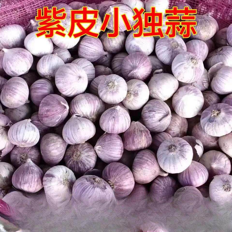 独头蒜头云南紫皮小蒜蒜干独蒜袖珍小香蒜珍珠小蒜特价直径极小