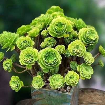 绿羊绒法师多肉植物手捧花多肉基地直发多头老桩室内阳台绿植大颗