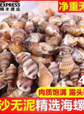 海螺活冷冻海锥海瓜子熟冻海锥大号麻辣海螺丝新鲜螺丝海鲜