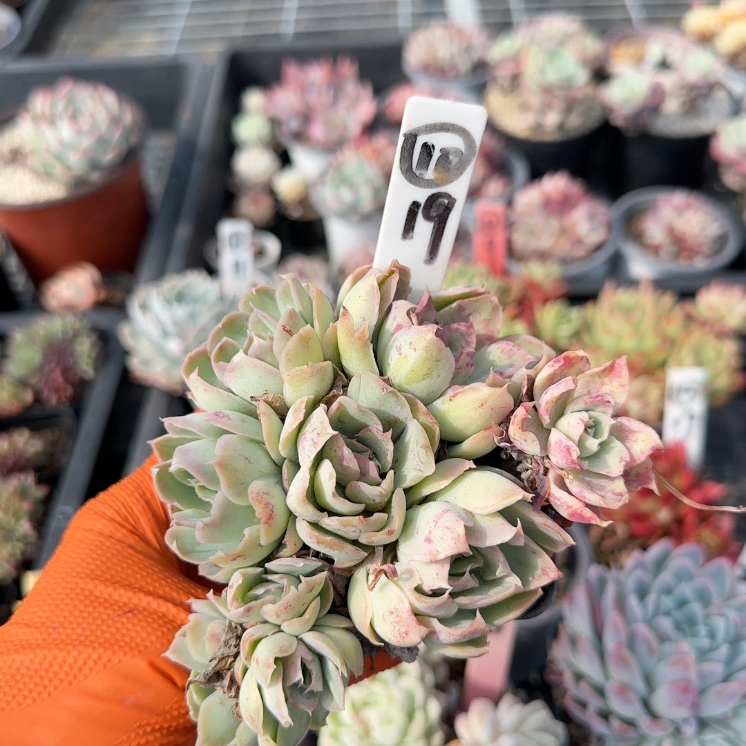 多肉大棚群生老桩孤品10*19情书