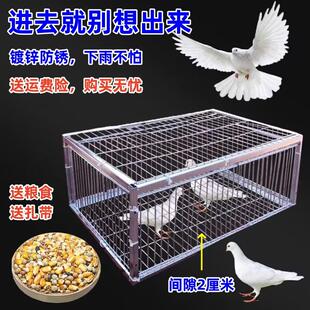 382子天笼户外家用屋顶只进不出鸽笼落络撞门活信鸽自动门进鸽子