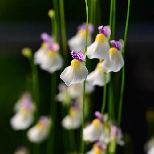 海妖女狸藻 | Utricularia parthenopipes | 小蛛狸藻组-陆生