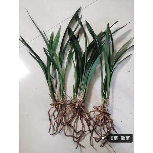 兰花墨兰企黑散苗地滩插花跑江湖专属裸根发货