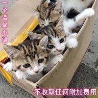 中华田园猫家猫幼崽纯种橘猫狸花猫黑白奶牛猫纯黑猫白猫三花猫活 宠物/宠物食品及用品 猫咪 原图主图