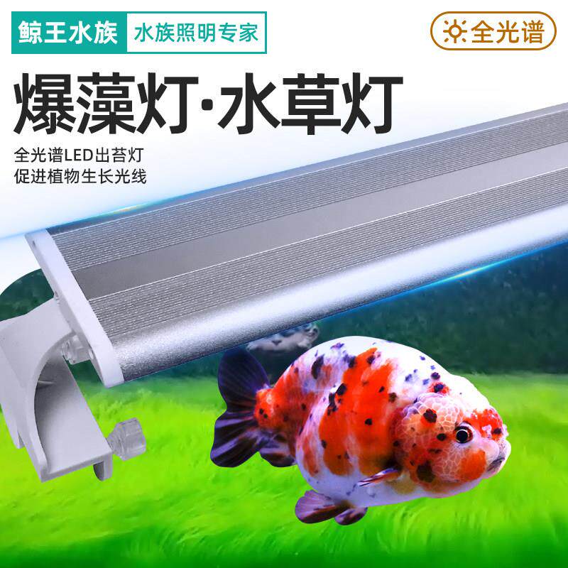 暴爆藻灯架出苔支架灯架兰寿金鱼专用鱼缸灯led全光谱超亮水草灯