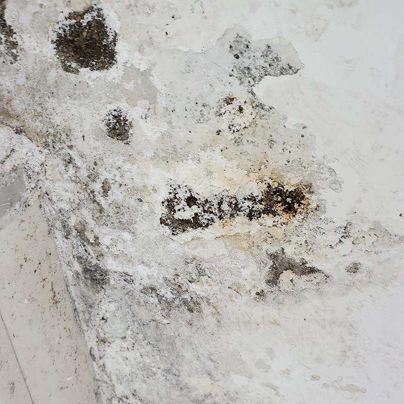 墙面防水材料防碱防霉墙壁渗水潮湿脱落修复装修翻新发霉白毛处理