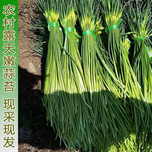 新鲜嫩蒜苔农户自种当季蒜苔现摘头茬蒜苗芯蒜香十足青蒜苔精选装