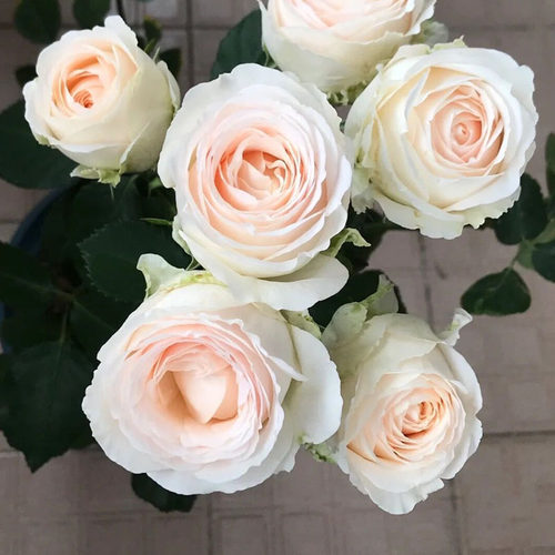 陶瓷蕾丝月季花苗中大花多季盆栽阳台玫瑰花庭院花卉勤花蔷薇植物