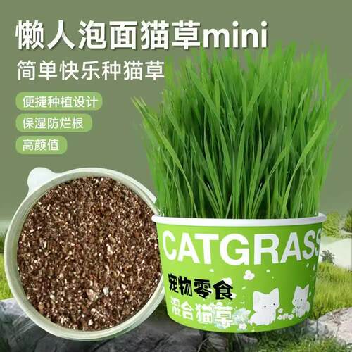 Lazy person's instant noodle cat grass, hydroponic cat grass