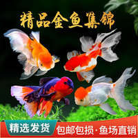 金魚冷水觀賞魚淡水紅白錦鯉與草金蘭壽獅子頭鎏金好養(yǎng)耐活小金魚
