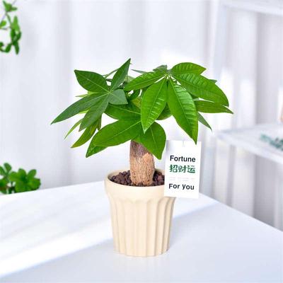 发财树小盆栽室内植物水培客厅招财摆件新款花卉绿植盆景好养易活