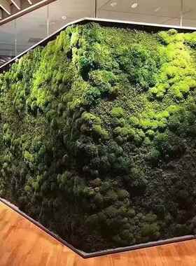 永生苔藓青苔大植物白发藓灰藓内旱景造景景AL102379石观干室苔藓