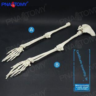 人体解剖学人手骨模型上肢骨下肢骨腿骨纺锤骨足骨成人骨模型