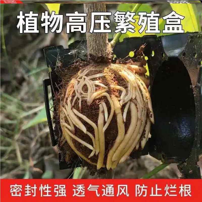 高嫁子接盒嫁空接高压包高球繁殖球植物生压根器NKN果树专用套袋