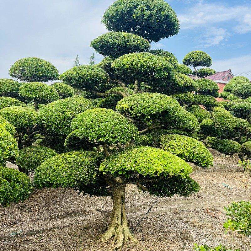 造型黄杨树小叶瓜子黄杨树黄杨树造型树庭院别墅种植黄杨造型盆景
