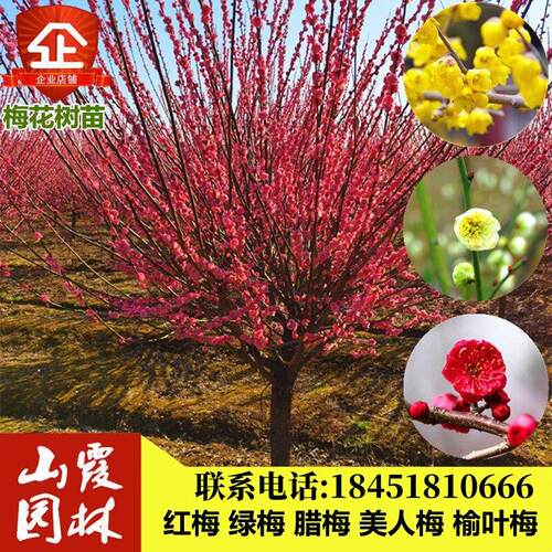 嫁接梅花树苗红梅腊梅绿梅树桩盆景美人梅榆叶梅苗庭院盆栽梅花苗