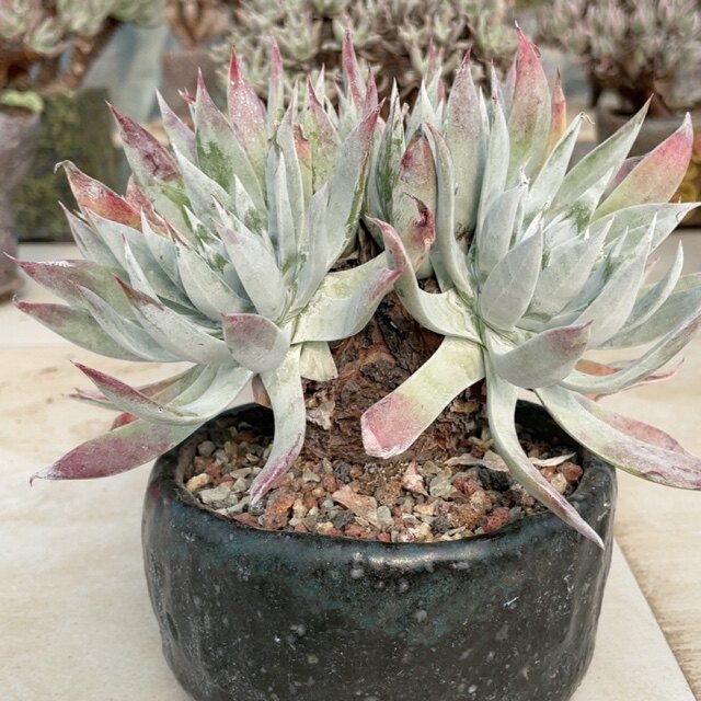 多肉植物仙女杯漠然依