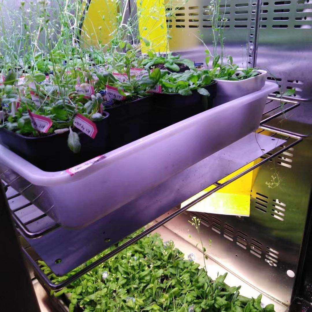 植物生长箱农作物培育模拟生长箱育苗箱内置光源无级可调新励仪器
