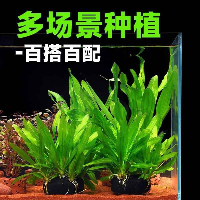 鱼缸造景真水草植物活体淡水有茎类中后景阴性新手懒人好养易成活