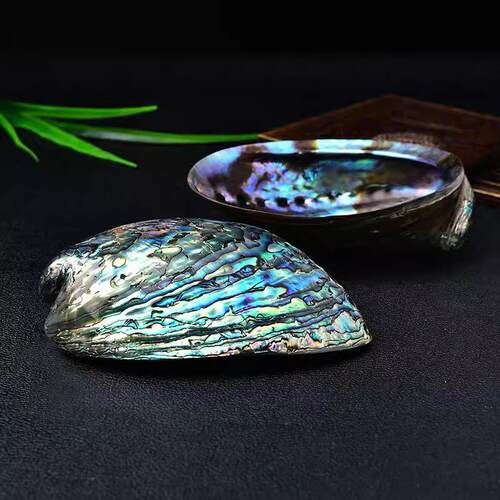 天然鲍鱼贝壳摆件烧鼠草容器首饰收纳海螺壳鱼缸造景拍摄道具